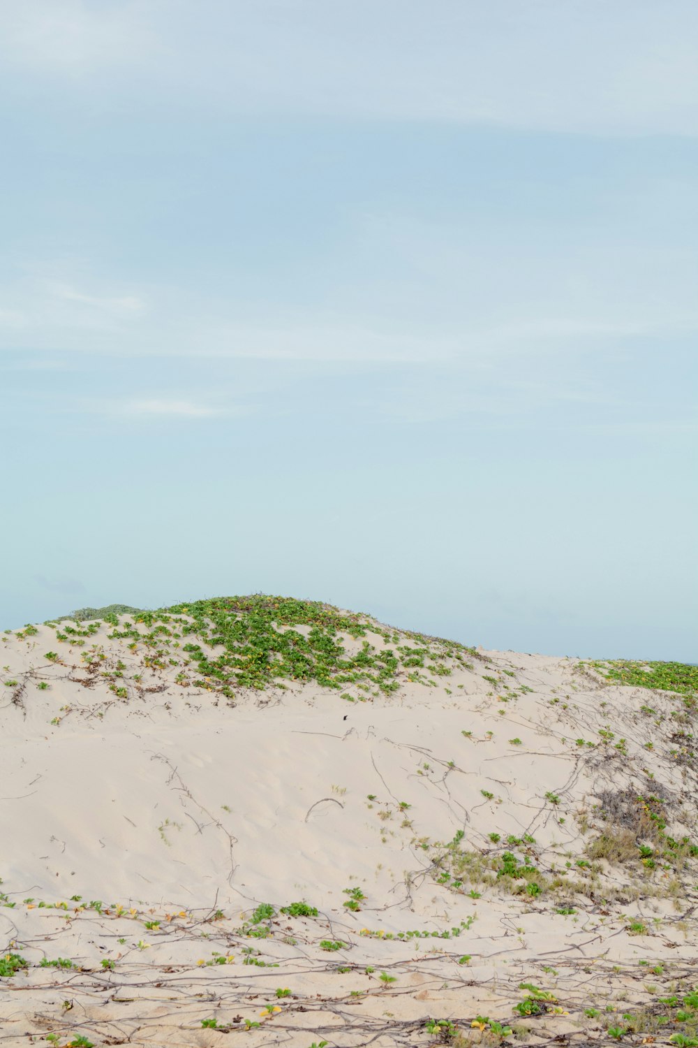 a lone horse standing on top of a sandy hill