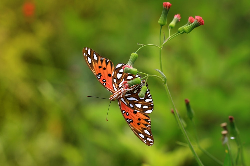 a couple of butterflies sitting on top of a green plant