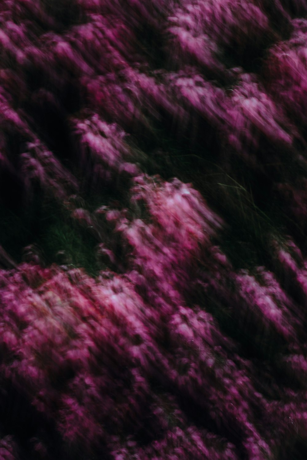 a blurry photo of a field of purple flowers