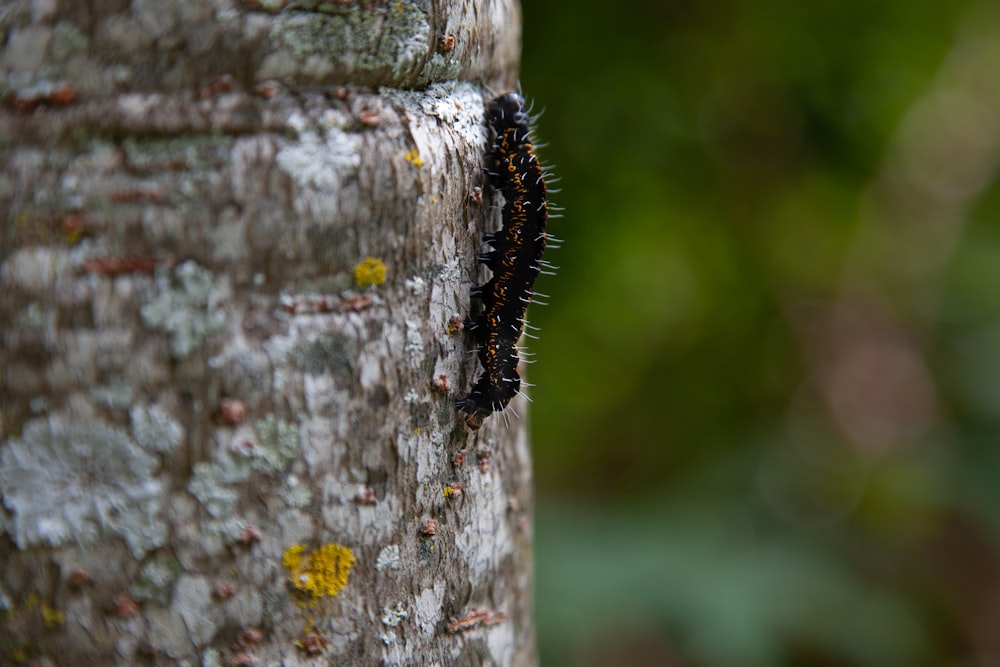 a caterpillar crawling on the bark of a tree
