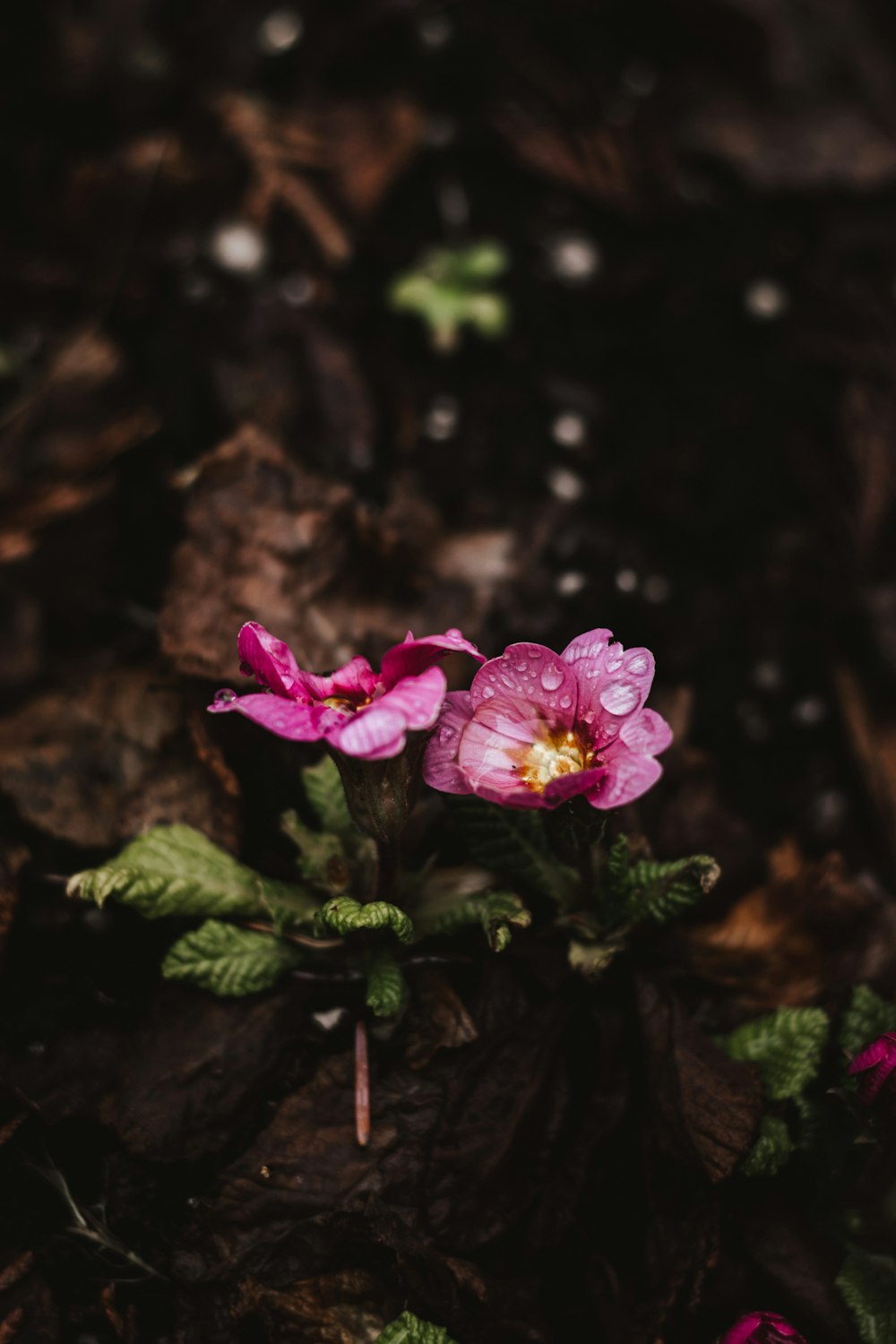 a small pink flower sitting on top of a leaf covered ground