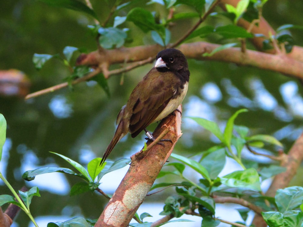 a bird sitting on a branch in a tree