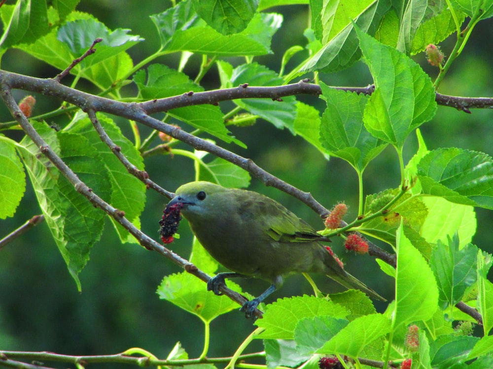 a green bird sitting on top of a tree branch