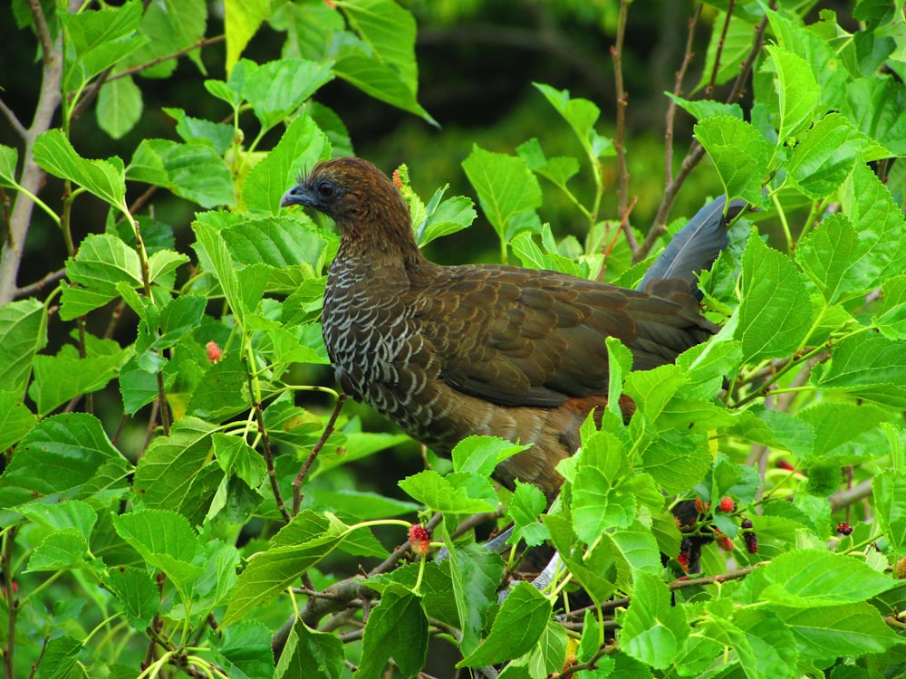 a bird sitting on a branch of a tree