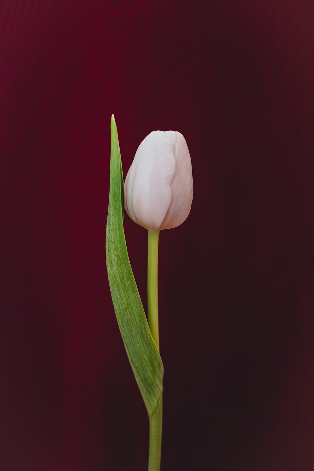 a single white flower with a green stem