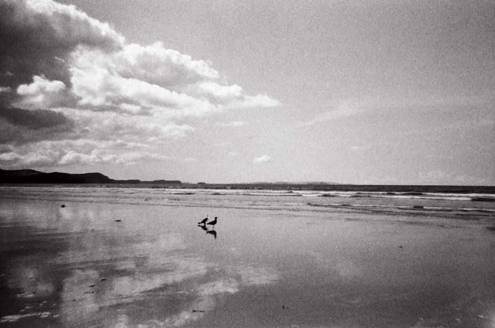 a black and white photo of a bird on the beach