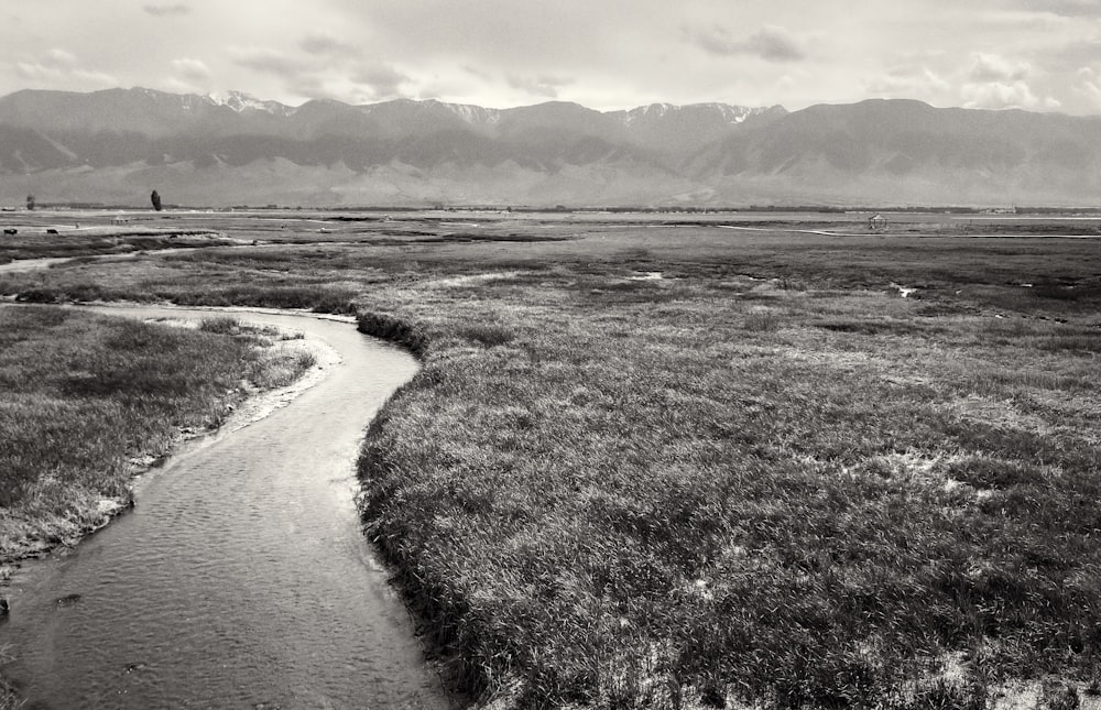 a river running through a lush green field