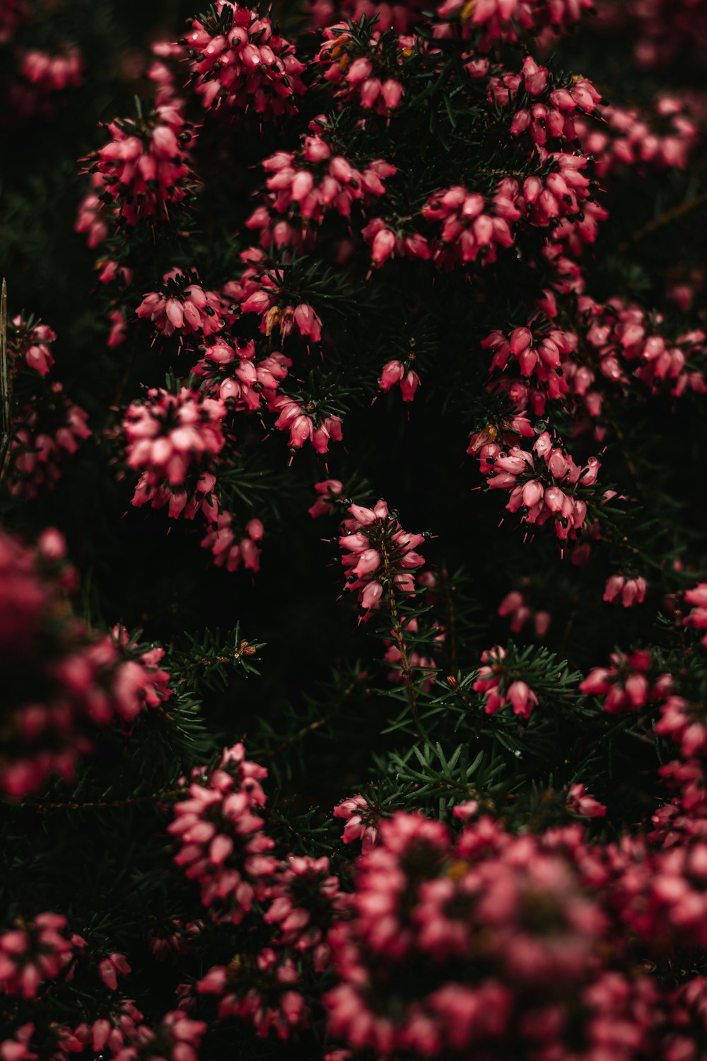 a bunch of small pink flowers in a field