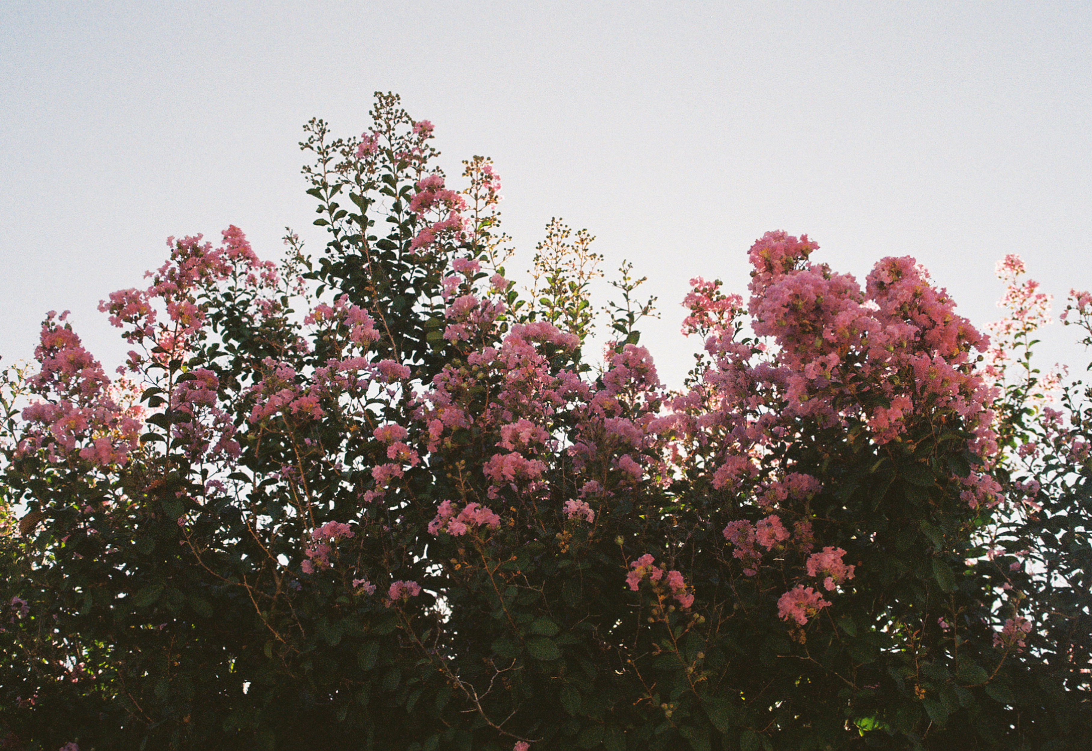 pink flowers are blooming on the top of a tree