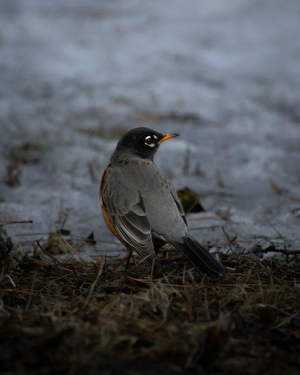 a small bird standing on top of a grass covered field