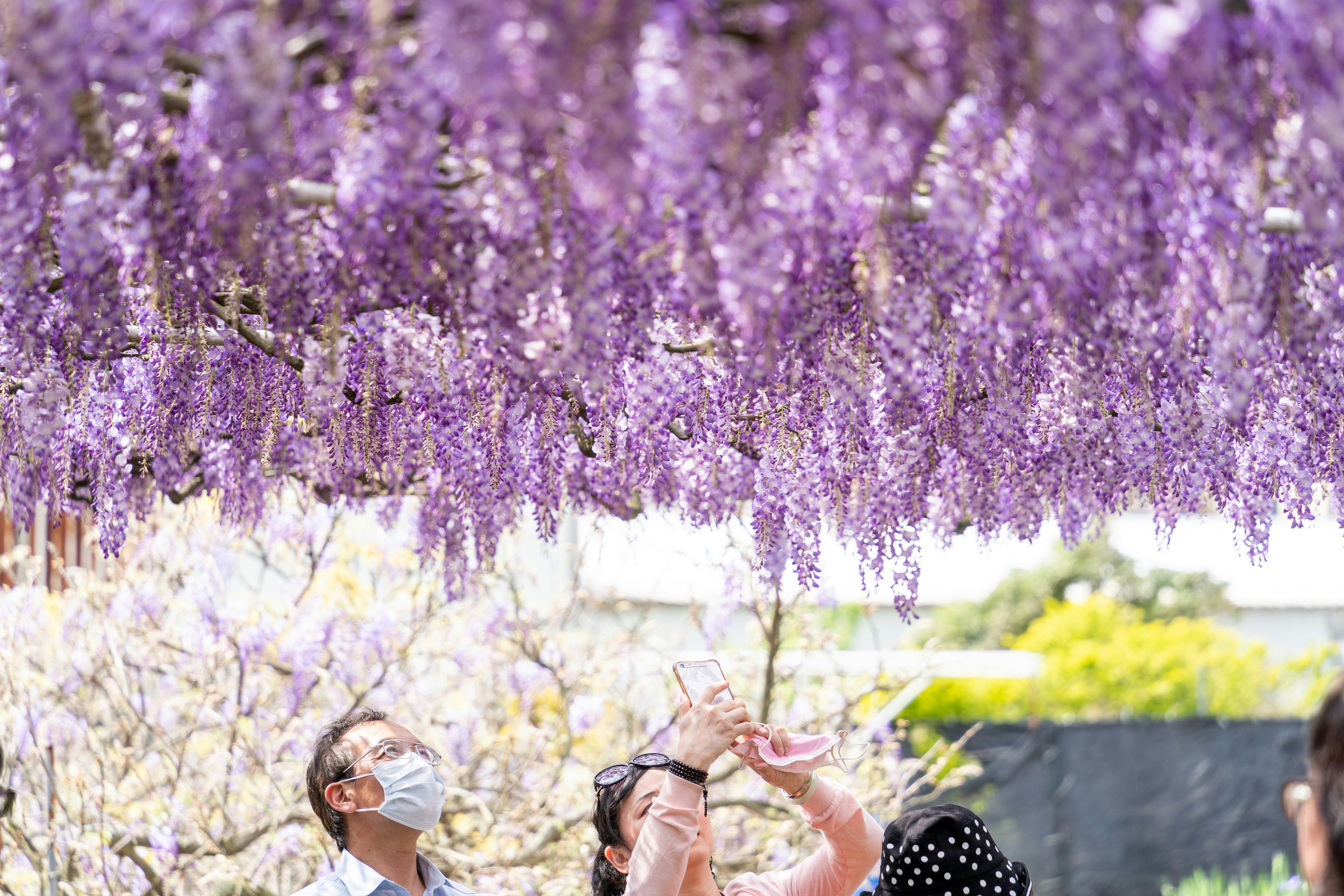 people enjoying wisteria festival in Japan