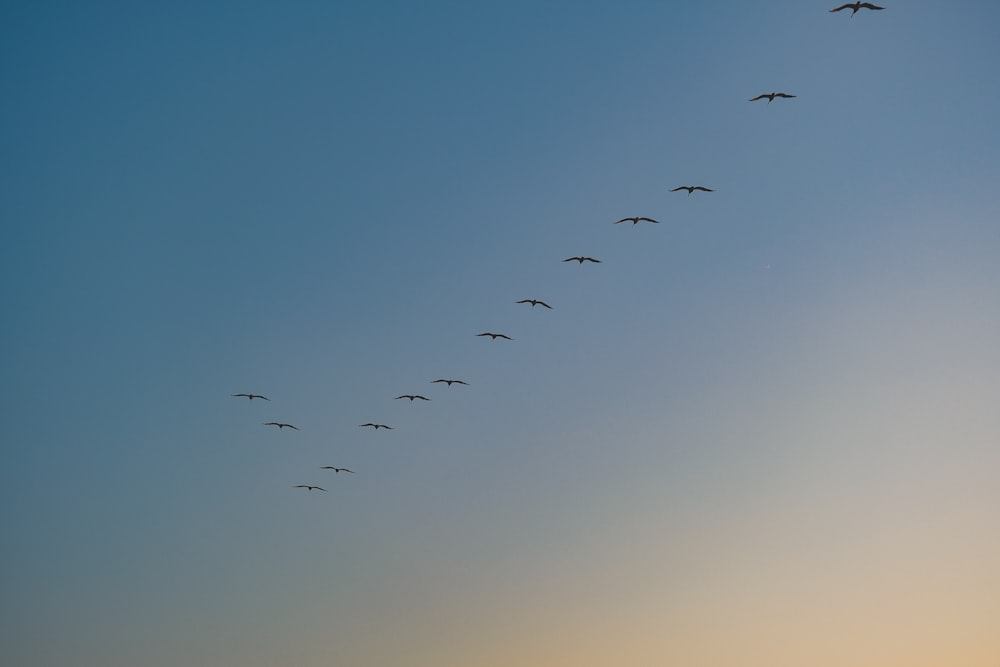uno stormo di uccelli che volano attraverso un cielo blu