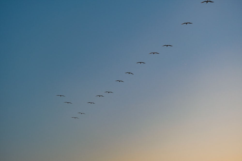 a flock of birds flying through a blue sky