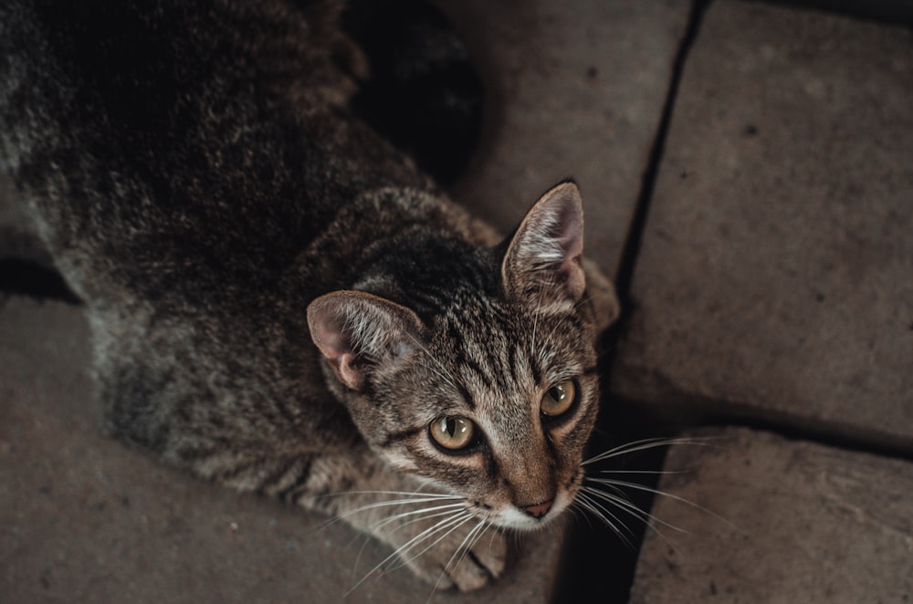 a close up of a cat laying on the ground