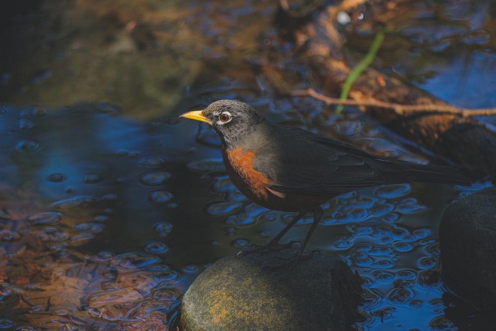 a bird standing on a rock in a stream