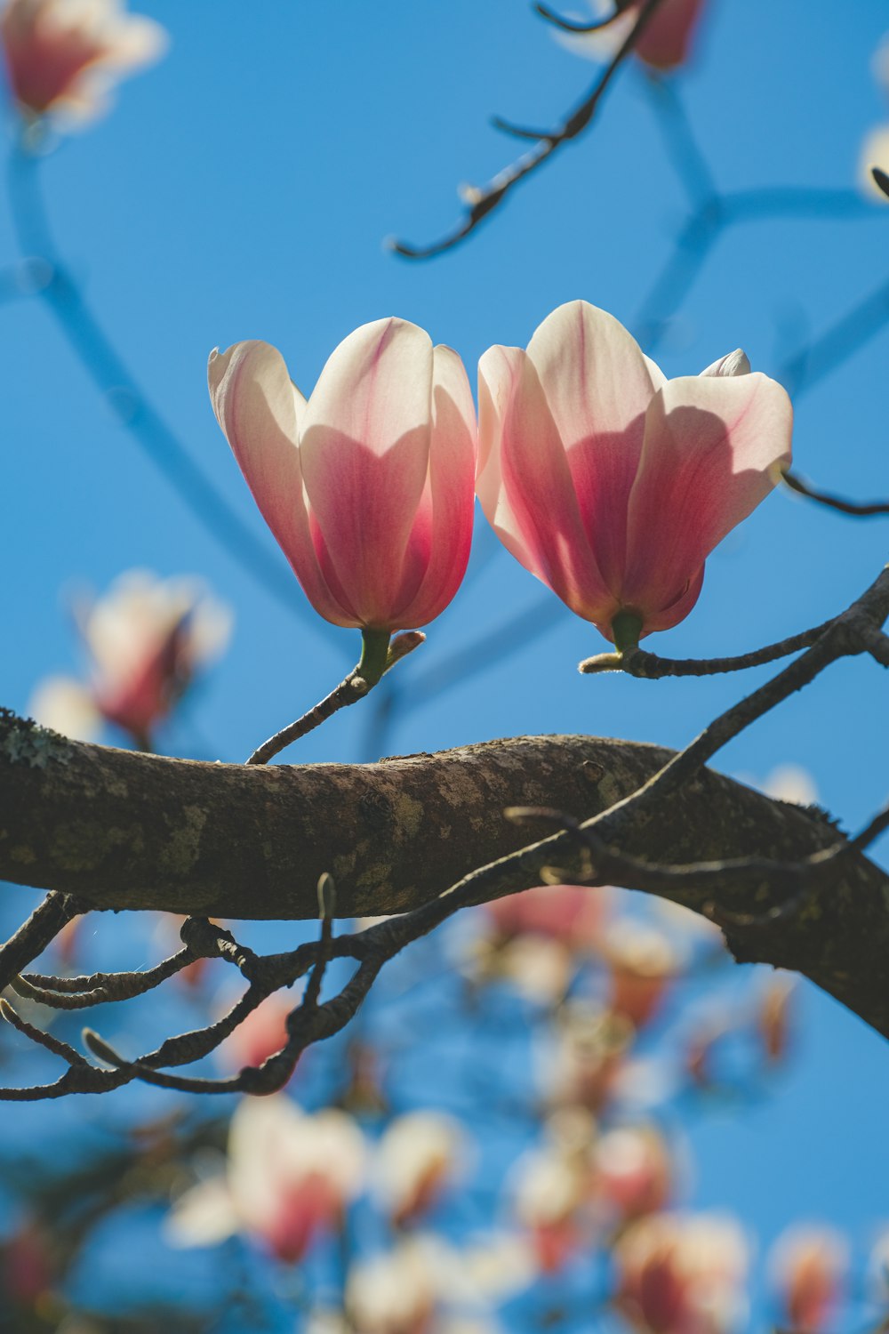 two pink flowers blooming on a tree branch