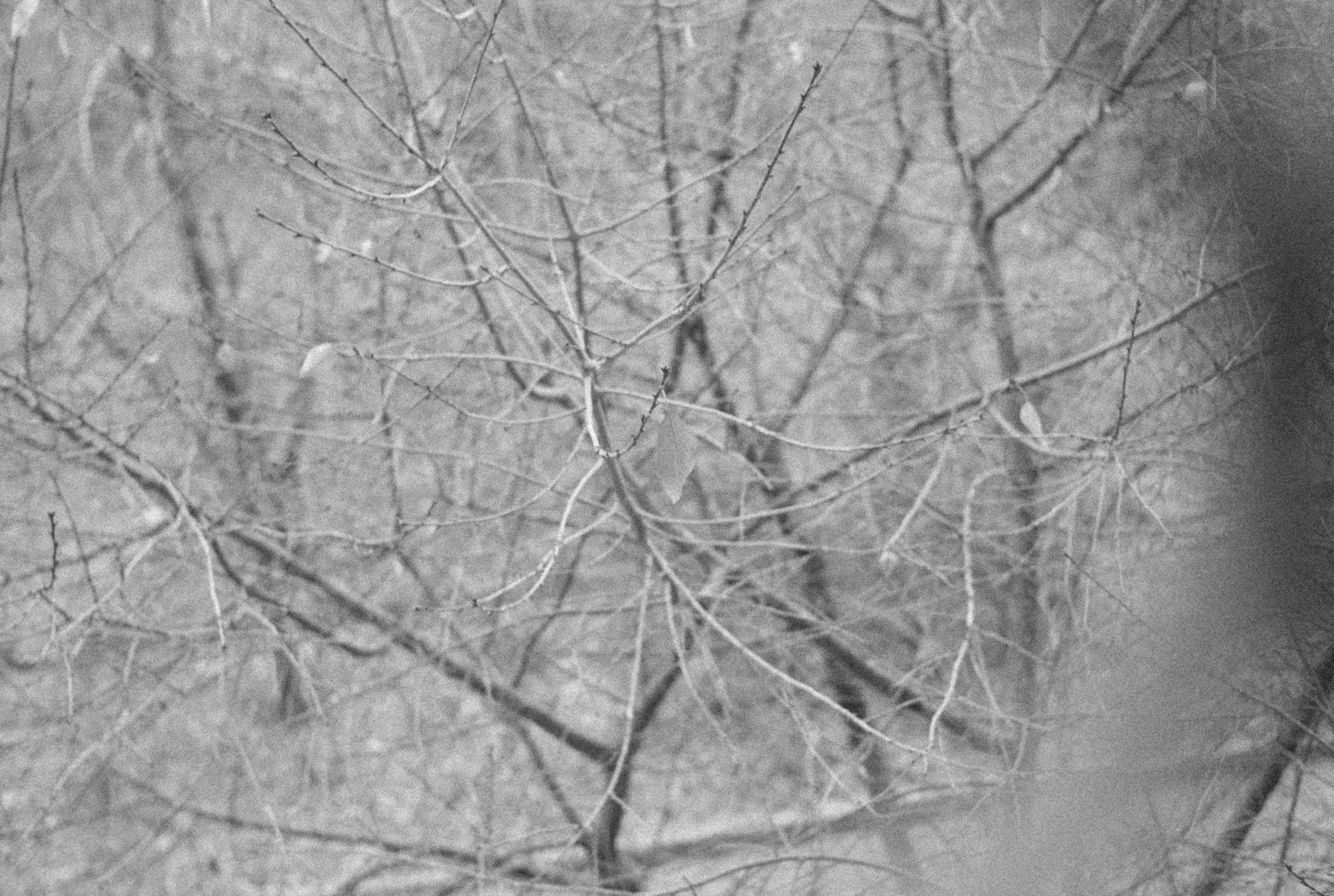 Photo by alexeydemidov