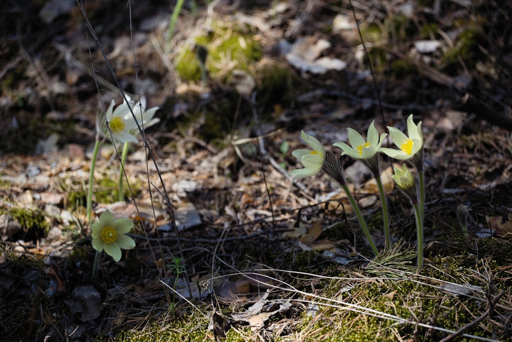 small yellow and white flowers growing in the grass