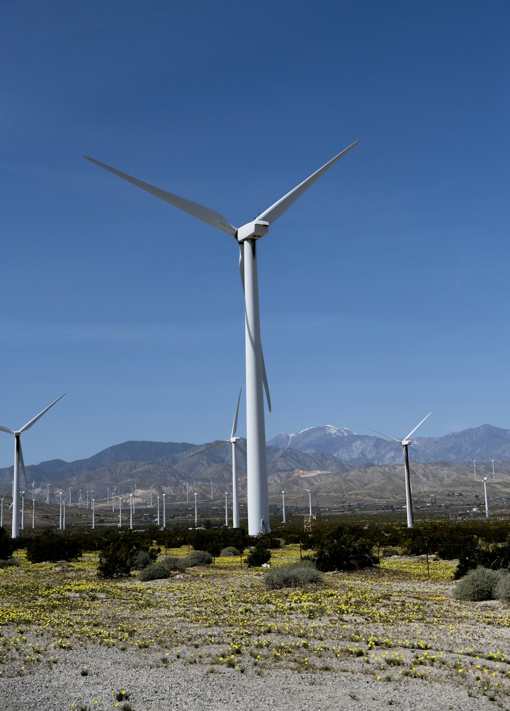 a bunch of windmills in a field with mountains in the background