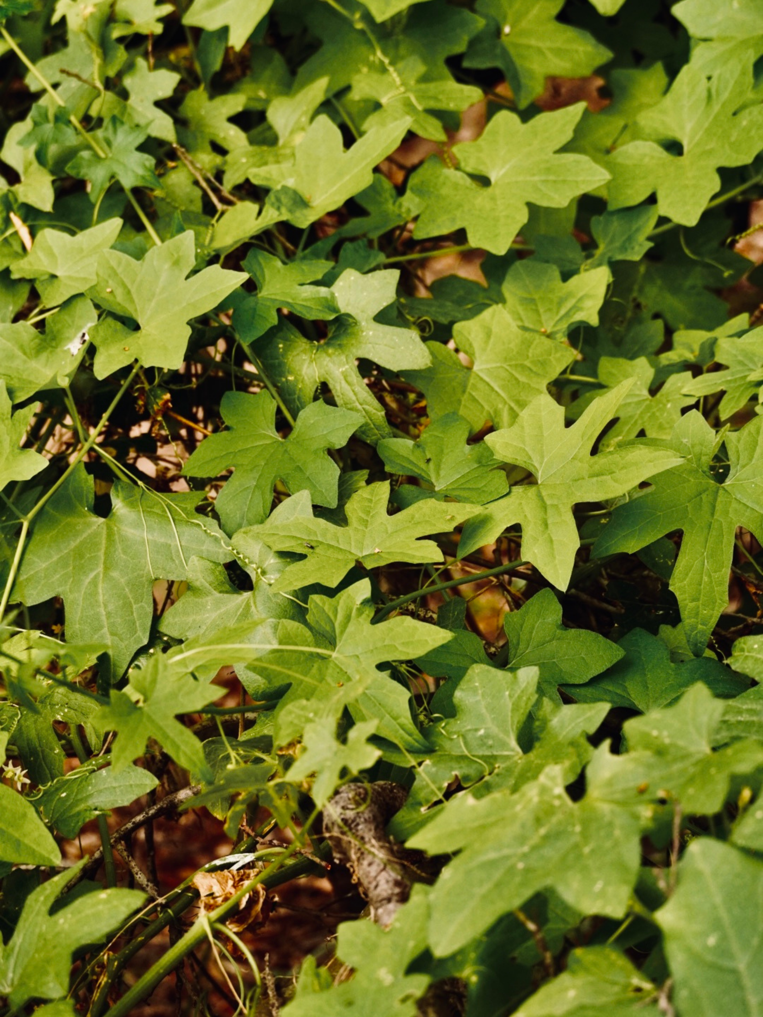 Photo by cdsaunders04