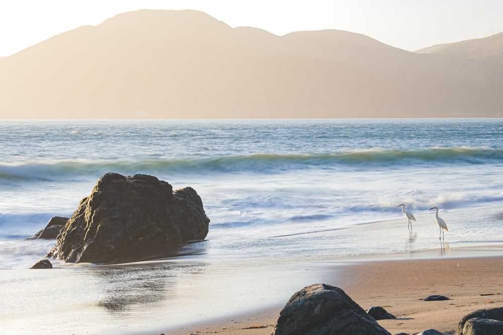 a couple of birds standing on top of a sandy beach