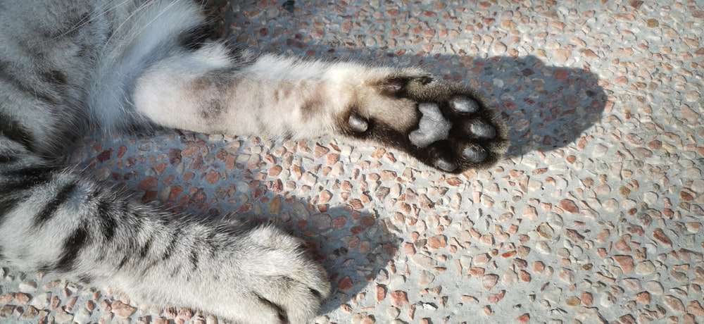 a cat laying on its back on the ground