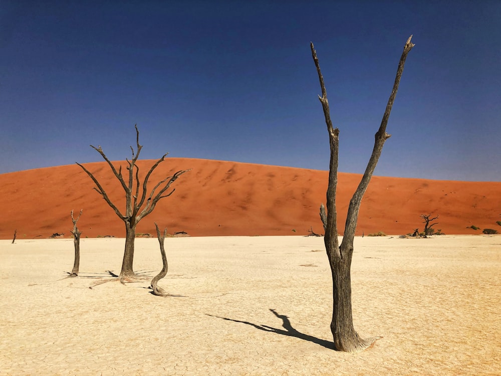 two dead trees in the middle of a desert