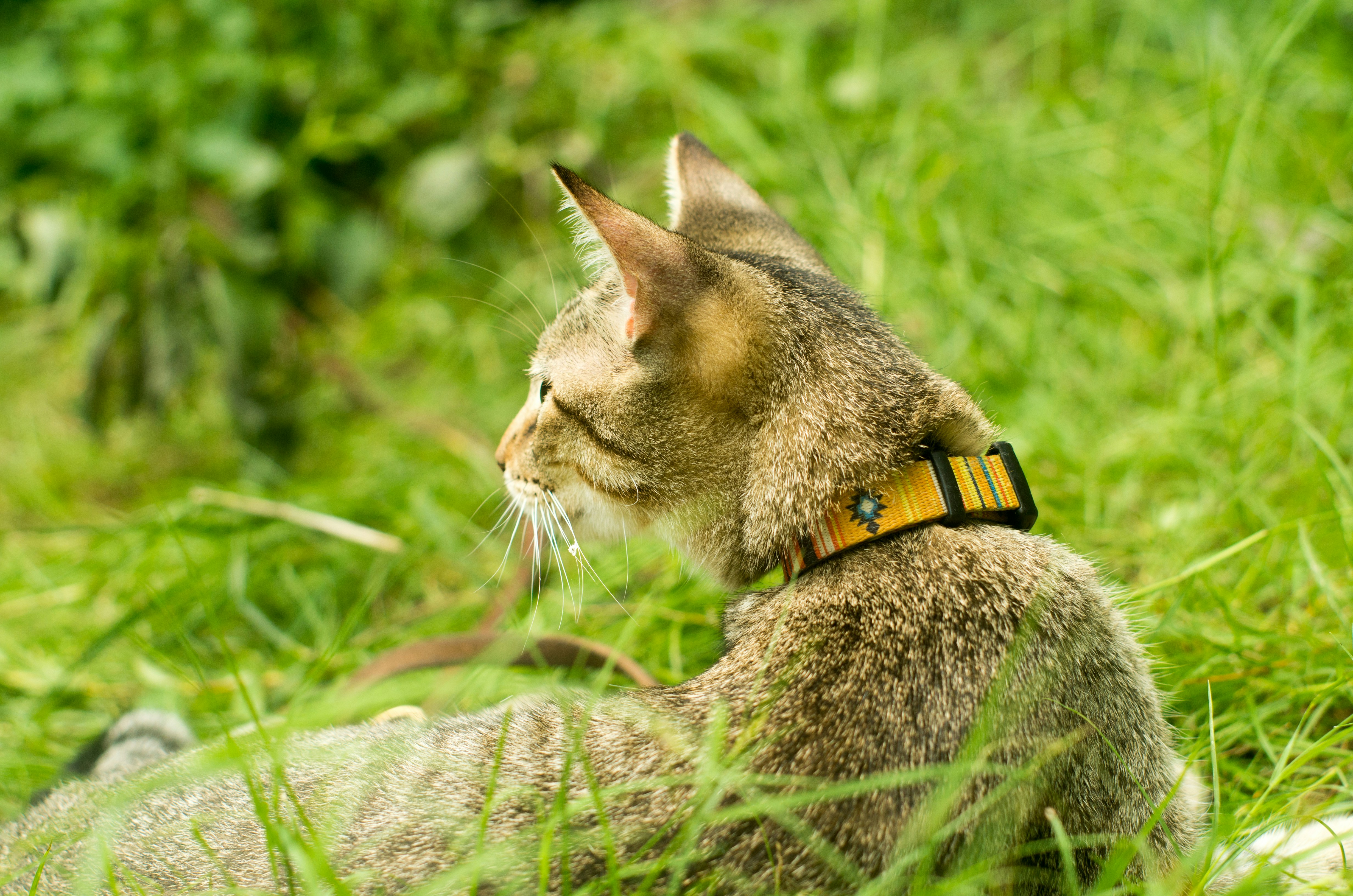 Tractive Smart Cat GPS Tracker