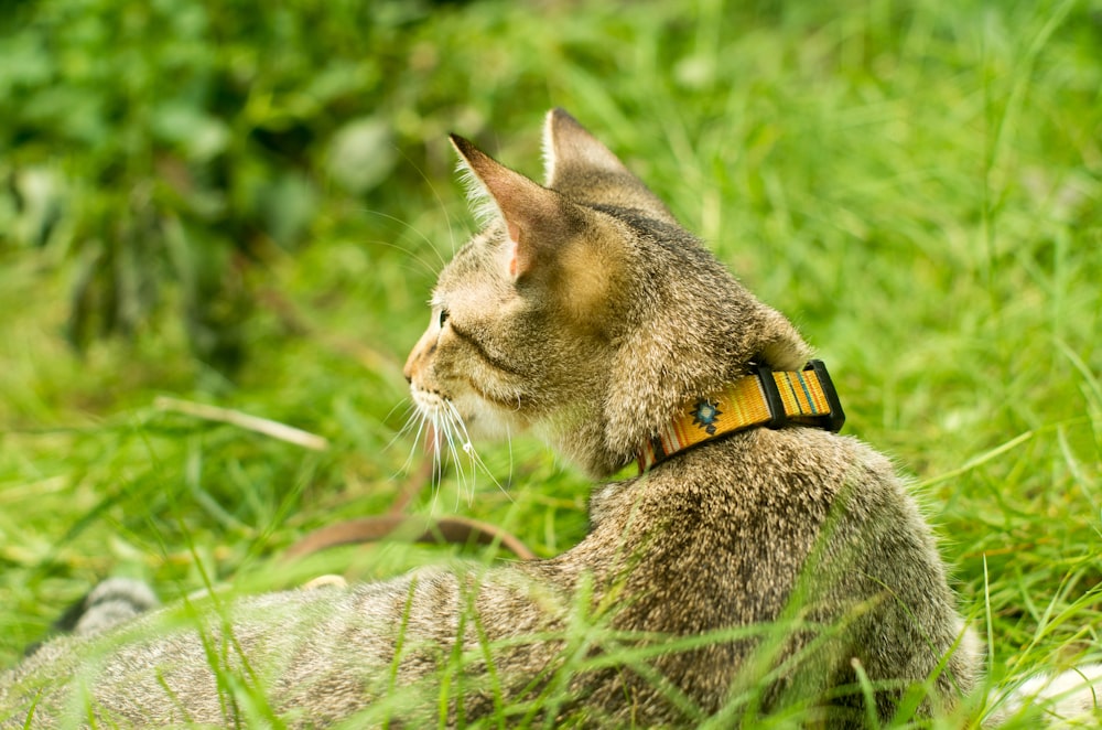 un gatto con un collare seduto nell'erba