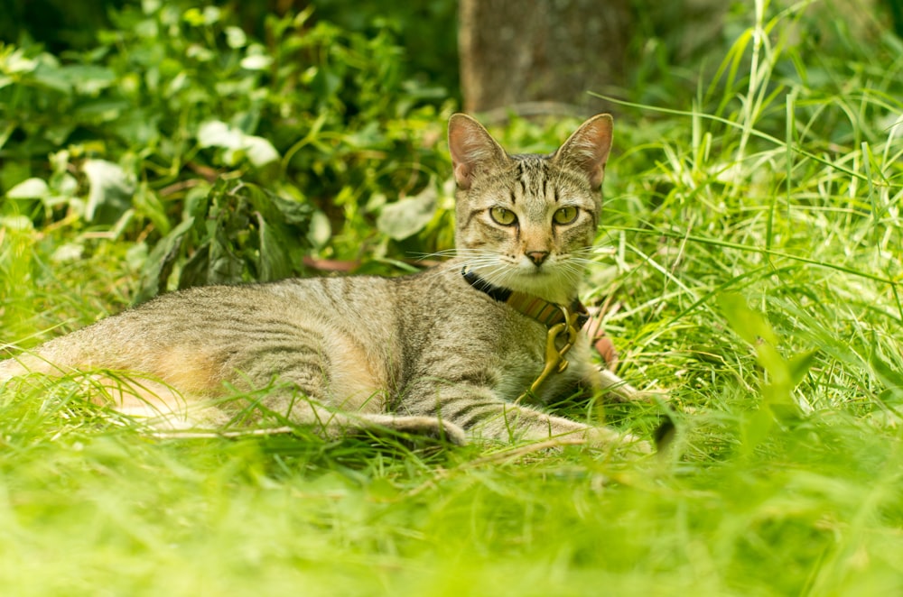 a cat laying in the grass with a collar around it's neck