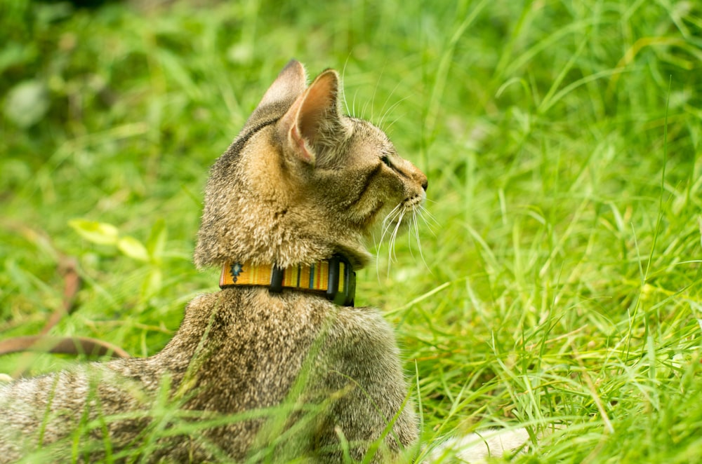 Un gatto seduto nell'erba che guarda in alto