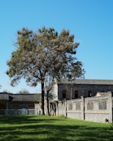 A large tree with green and brown leaves stands in front of a traditional building with gray brick walls and a tiled roof. The lawn is well-maintained with green grass under a clear blue sky.