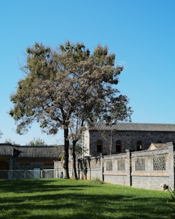 A large tree with green and brown leaves stands in front of a traditional building with gray brick walls and a tiled roof. The lawn is well-maintained with green grass under a clear blue sky.