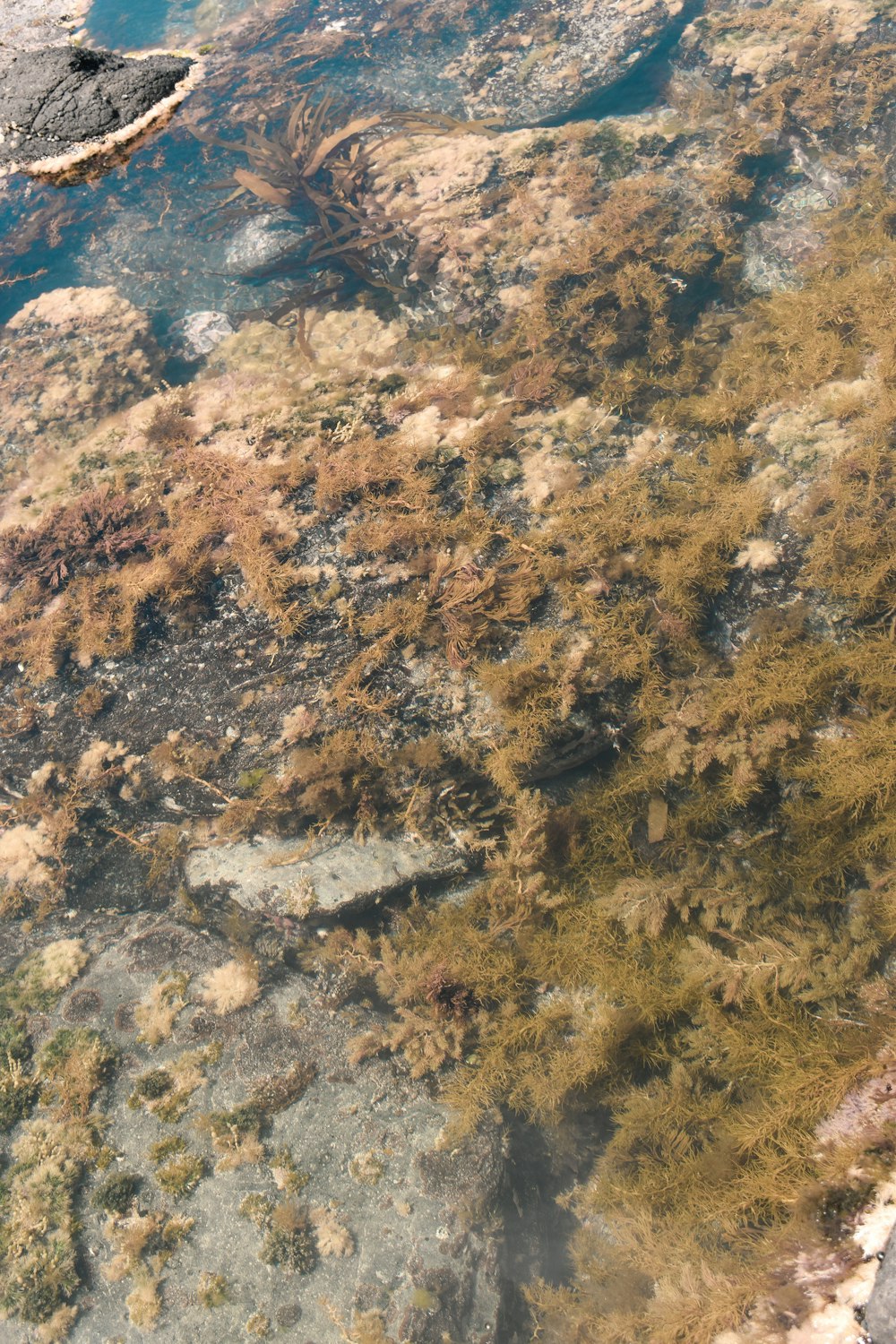 a large body of water surrounded by grass and rocks