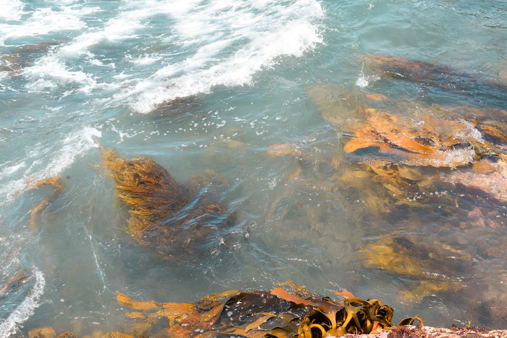 a body of water surrounded by rocks and algae