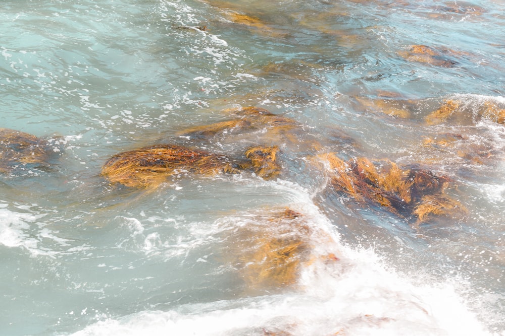 un cuerpo de agua que tiene algunas rocas en él