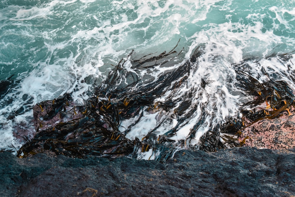 a rocky shore covered in seaweed next to the ocean