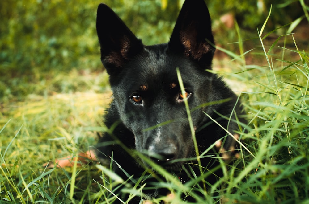 Un primer plano de un perro acostado en la hierba