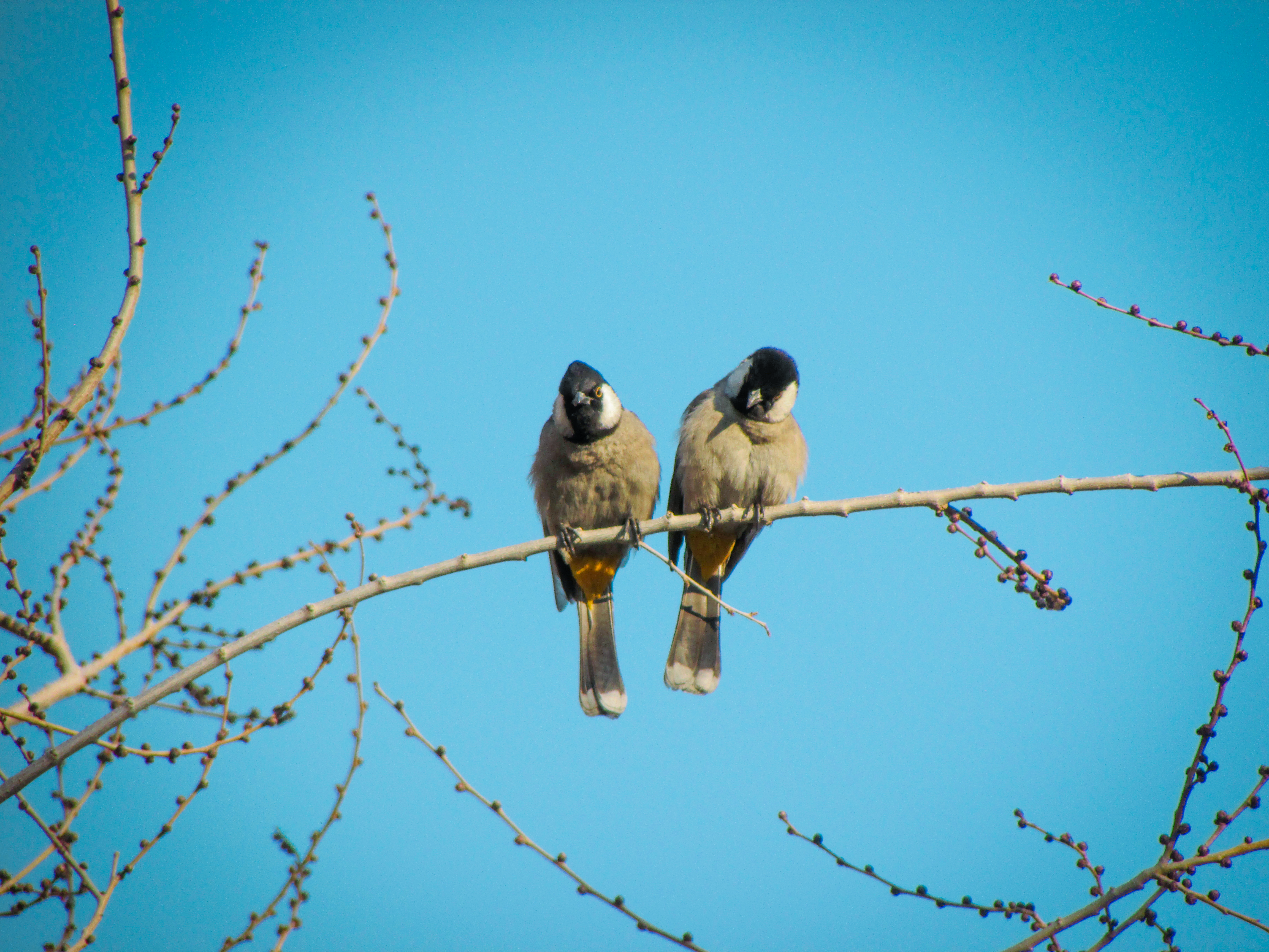 Photo by smohammadmeshkat