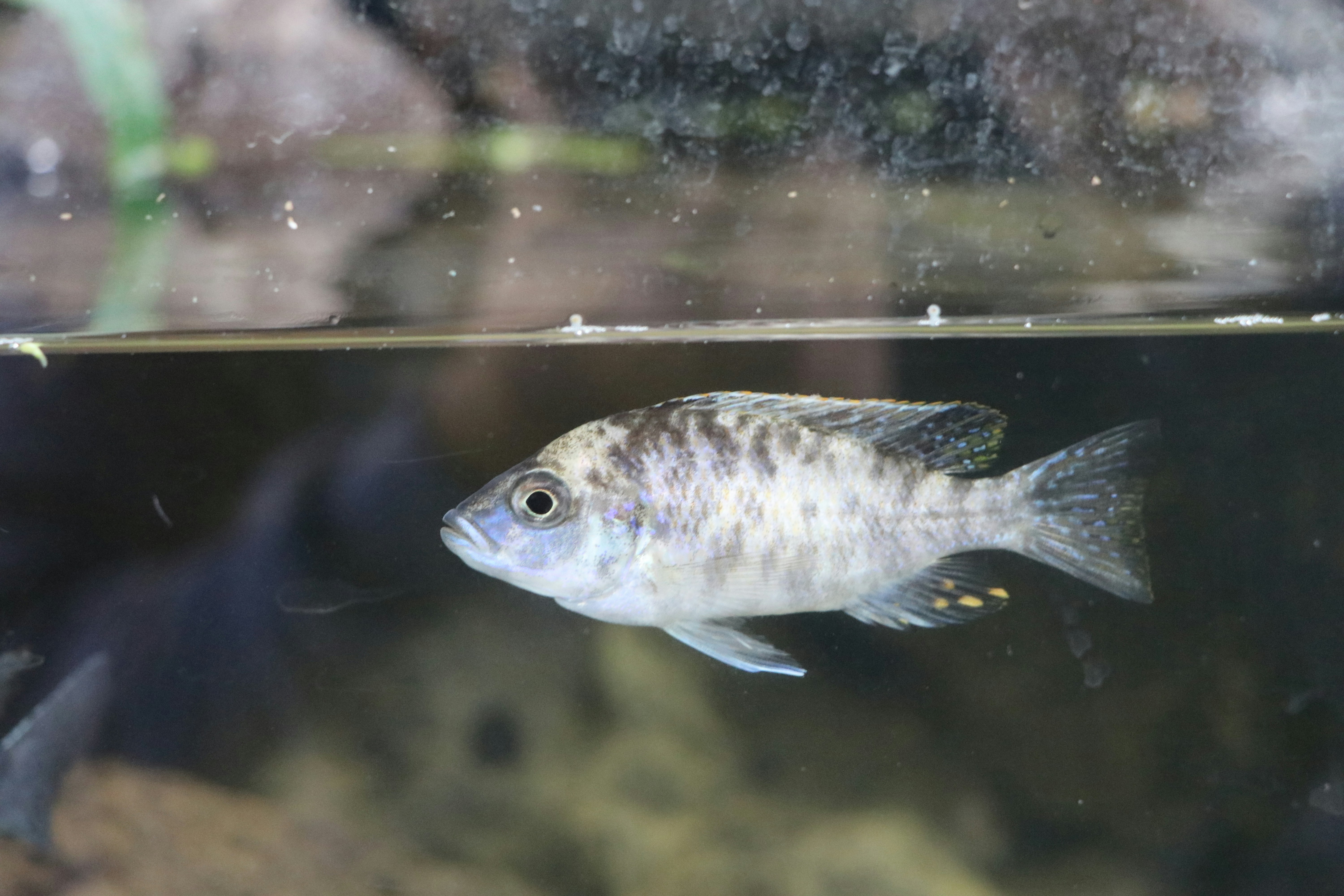 a fish that is swimming in some water