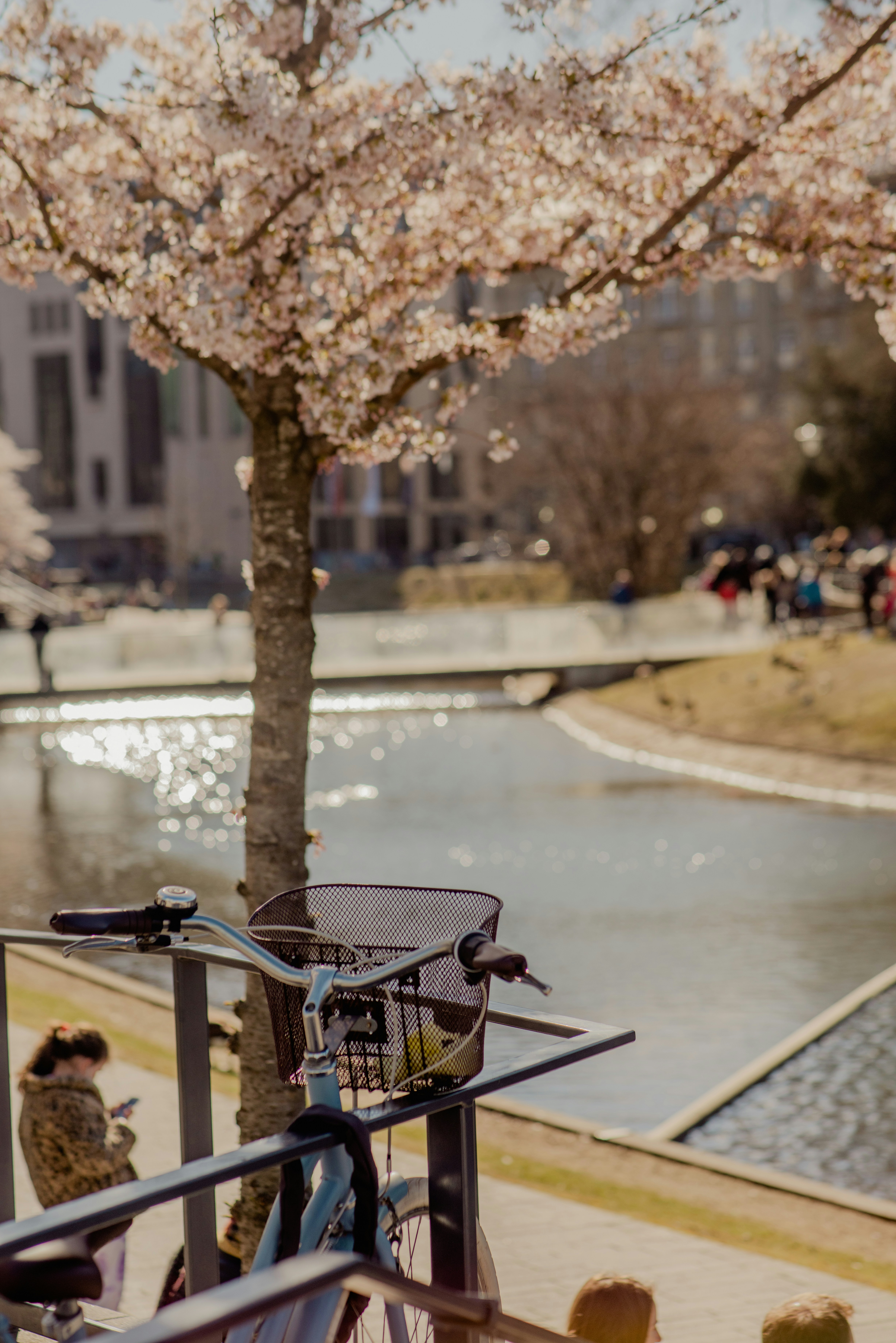 a bicycle parked next to a tree near a body of water