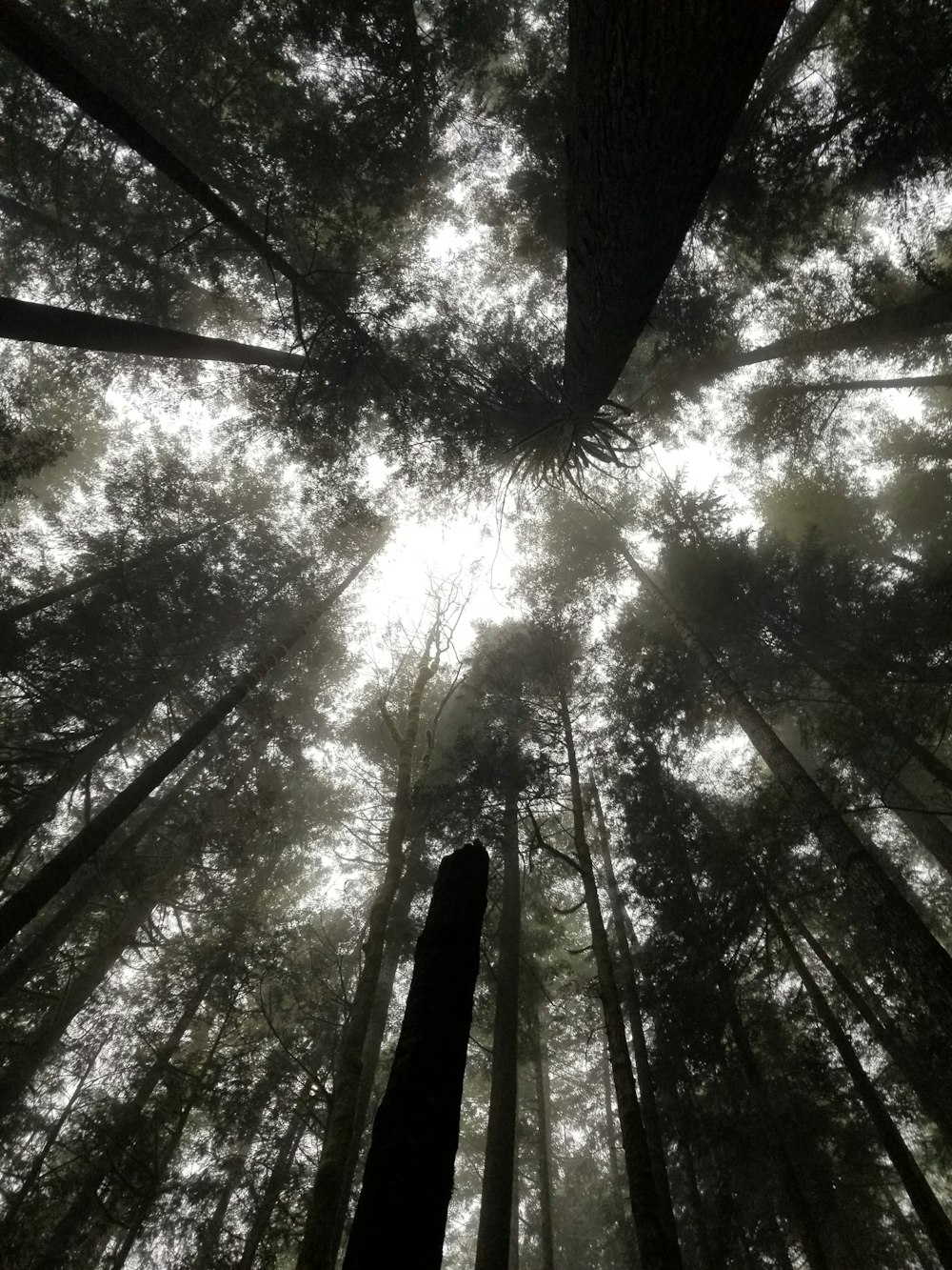 looking up at the tops of tall trees in a forest