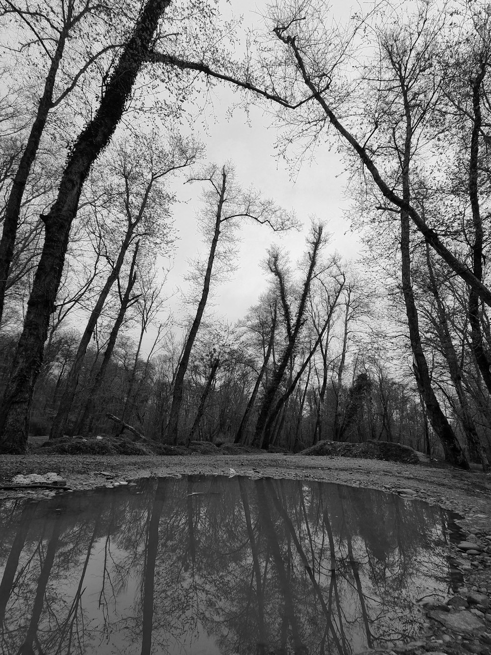 a black and white photo of trees and water