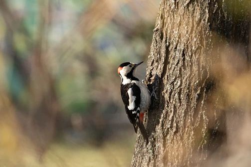A detailed photo of a woodpecker tapping on a tree trunk.