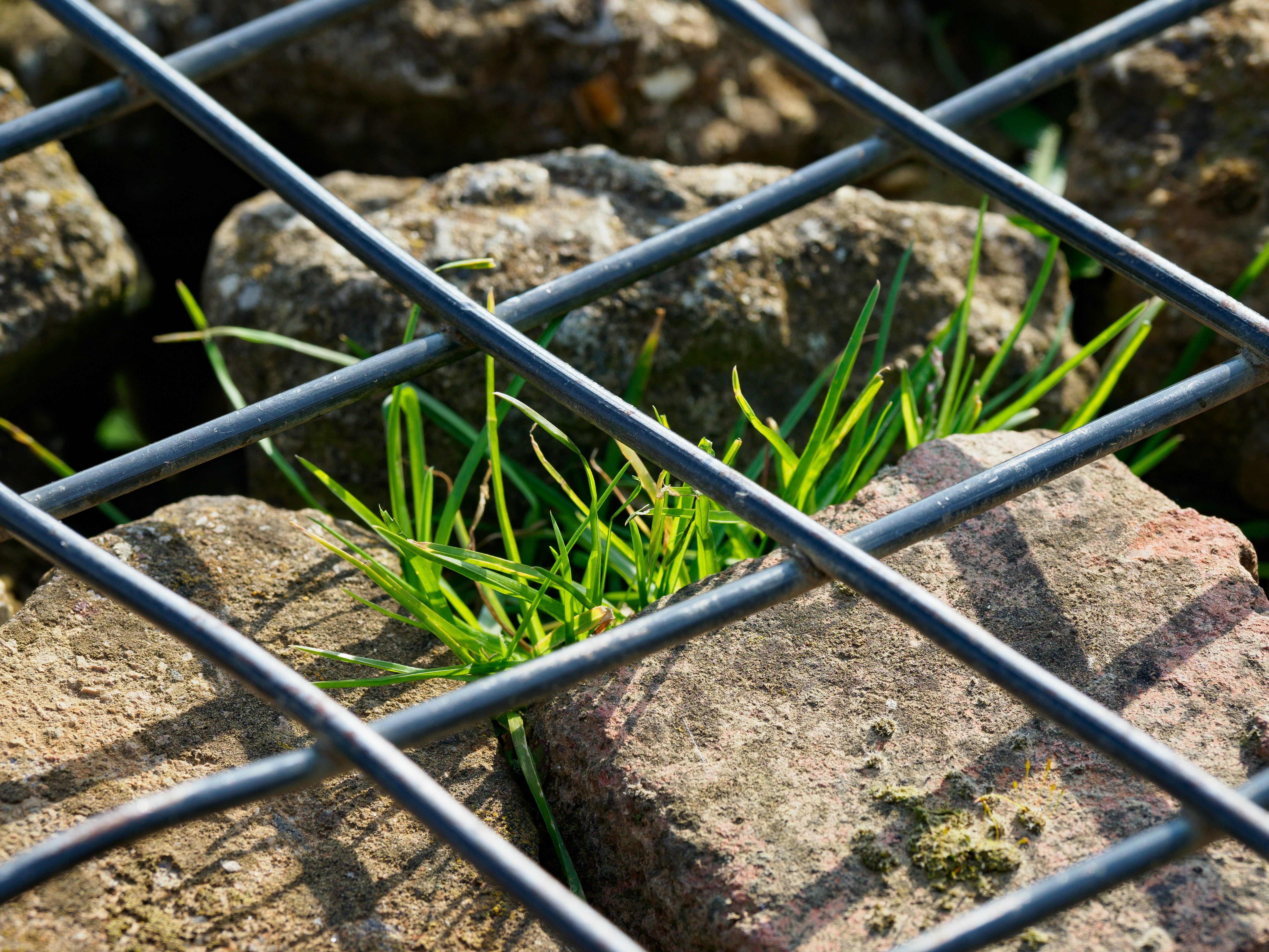 Un primer plano de una cerca de alambre con hierba que crece a través de  ella foto – Imagen de Verde gratuita en Unsplash, image size:3000x2250