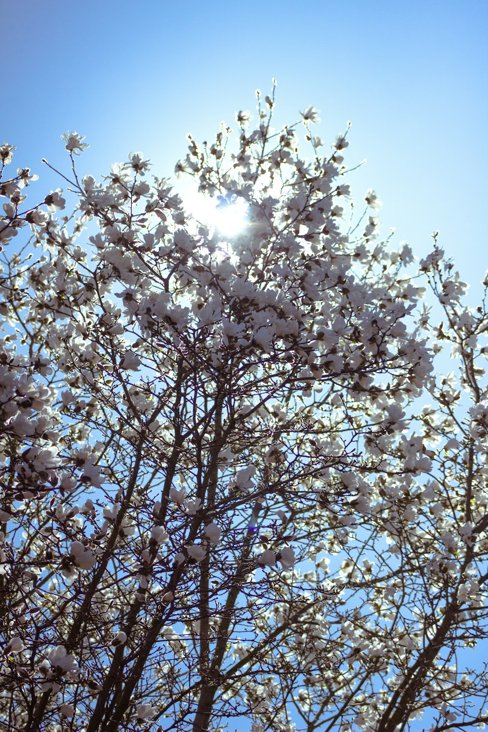 the sun shines through the branches of a flowering tree