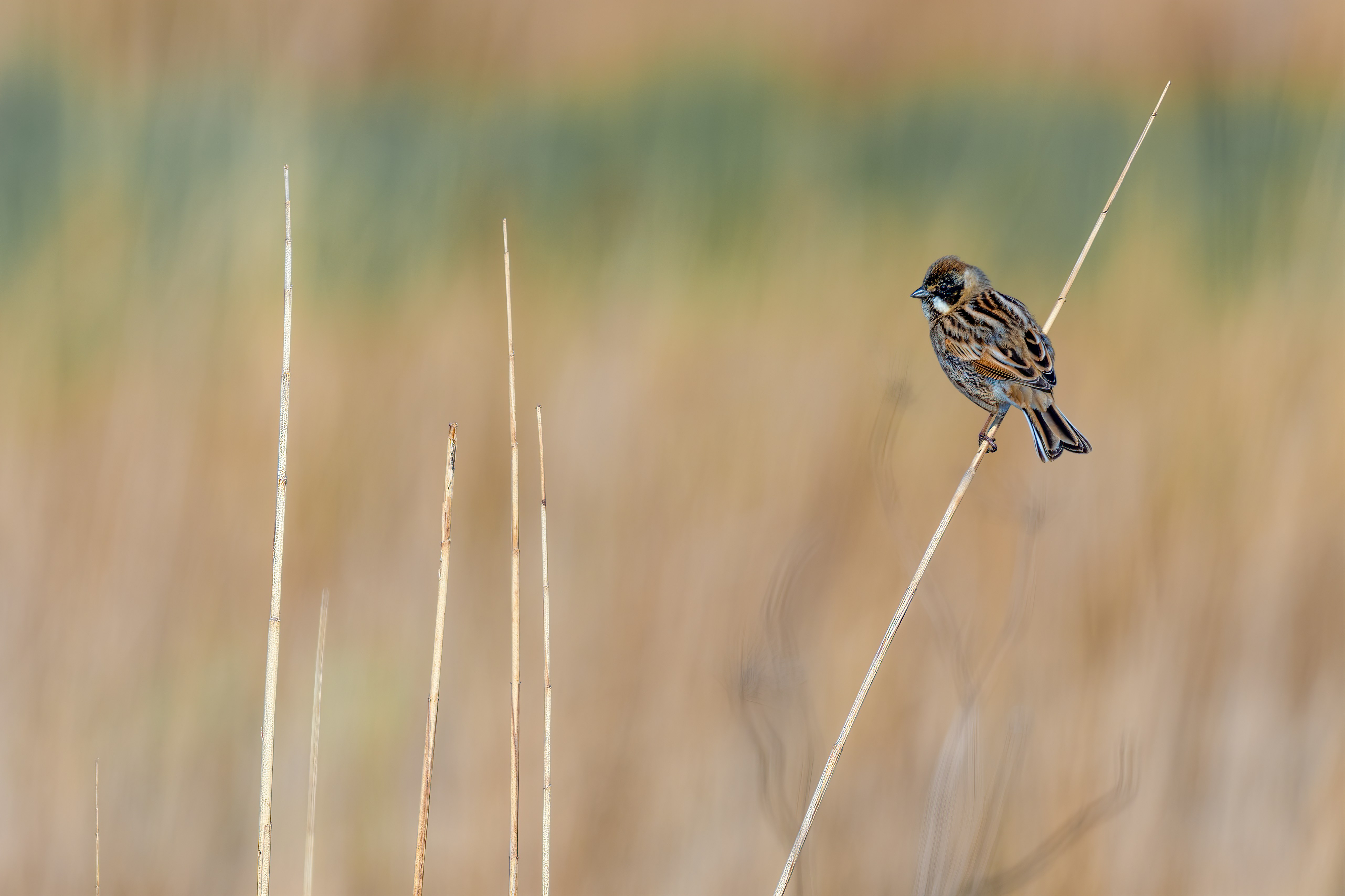 Photo by vincentvanzalinge