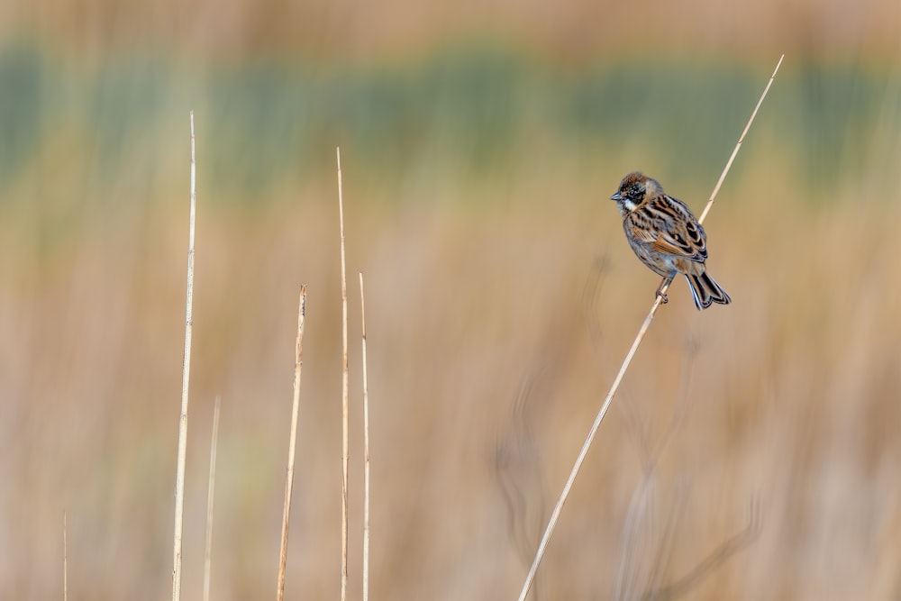 a small bird sitting on top of a dry grass field