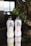 Two bottles of Genki sparkling water are placed on a reflective surface. The left bottle is citrus flavored, and the right one is peach flavored. Both bottles have a simple design with bold Japanese characters and are set against a softly blurred background of green leafy plants and a modern interior.