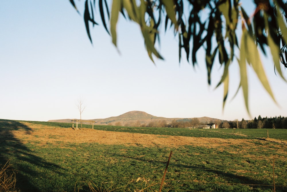 a grassy field with a hill in the distance